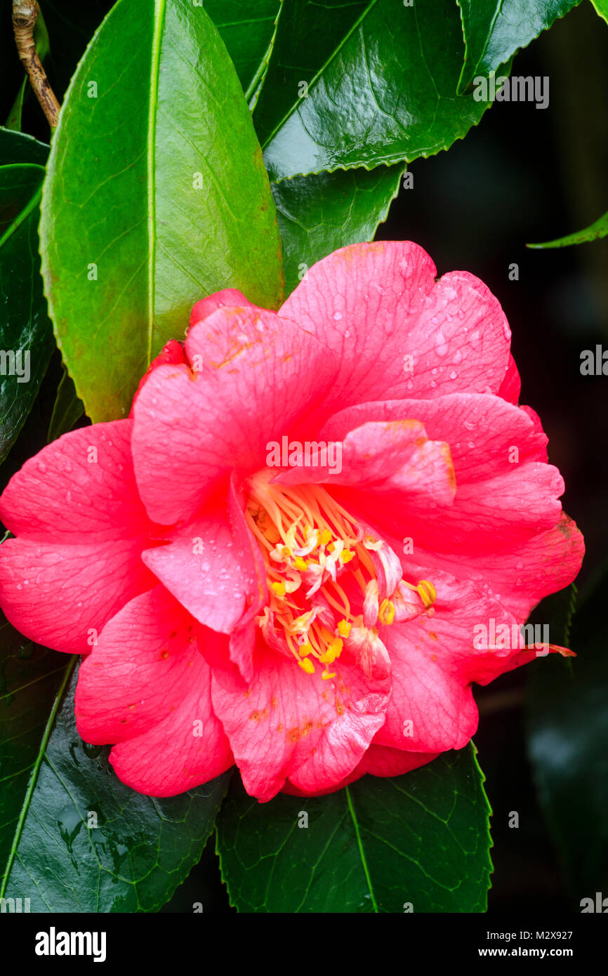 Red flower of the late winter flowering evergreen shrub, Camellia japonica 'Adolphe Audusson' Stock Photo
