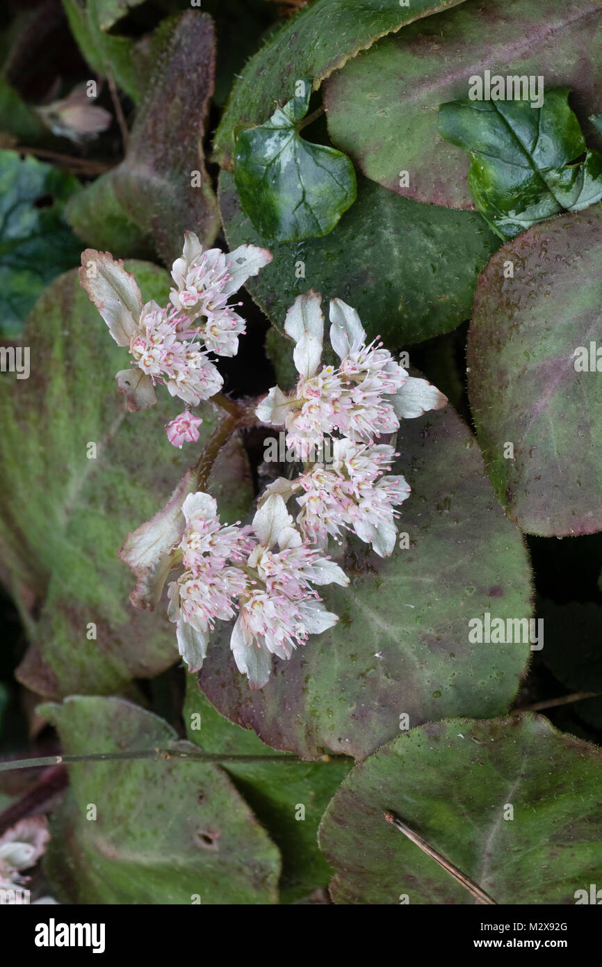 February flowers of the creeping woodland perennial, Chrysosplenium macrophyllum, nestle amongst the evergreen foliage Stock Photo