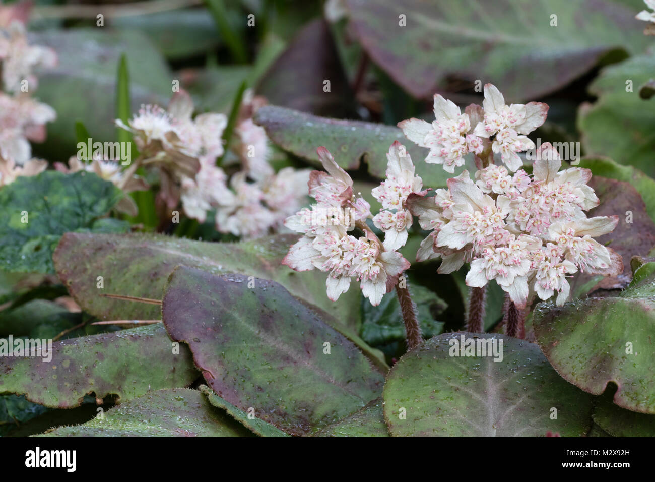 February flowers of the creeping woodland perennial, Chrysosplenium
