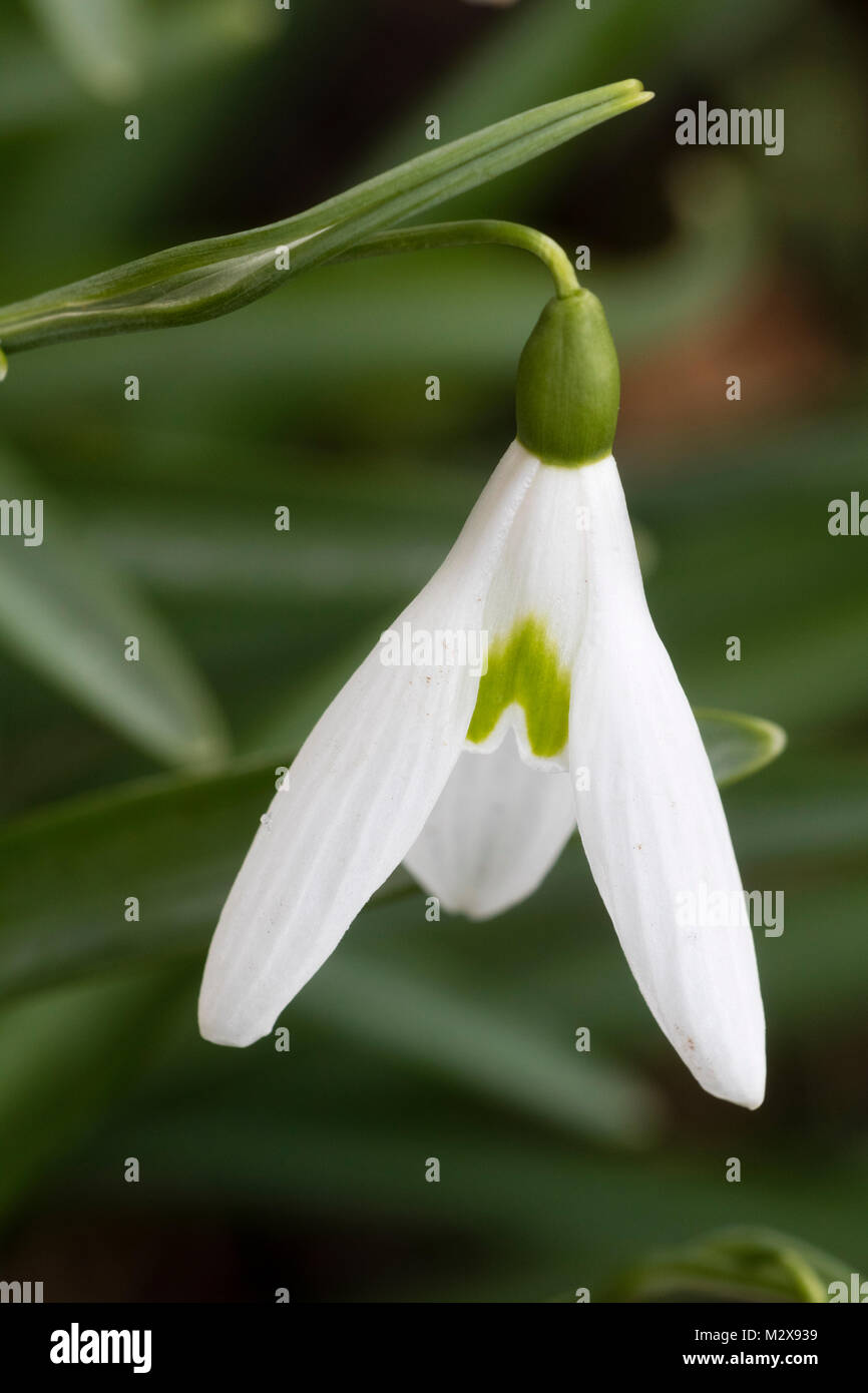 Long petals and inverted green marking of the winter flowering snowdrop, Galanthus 'James Backhouse' Stock Photo