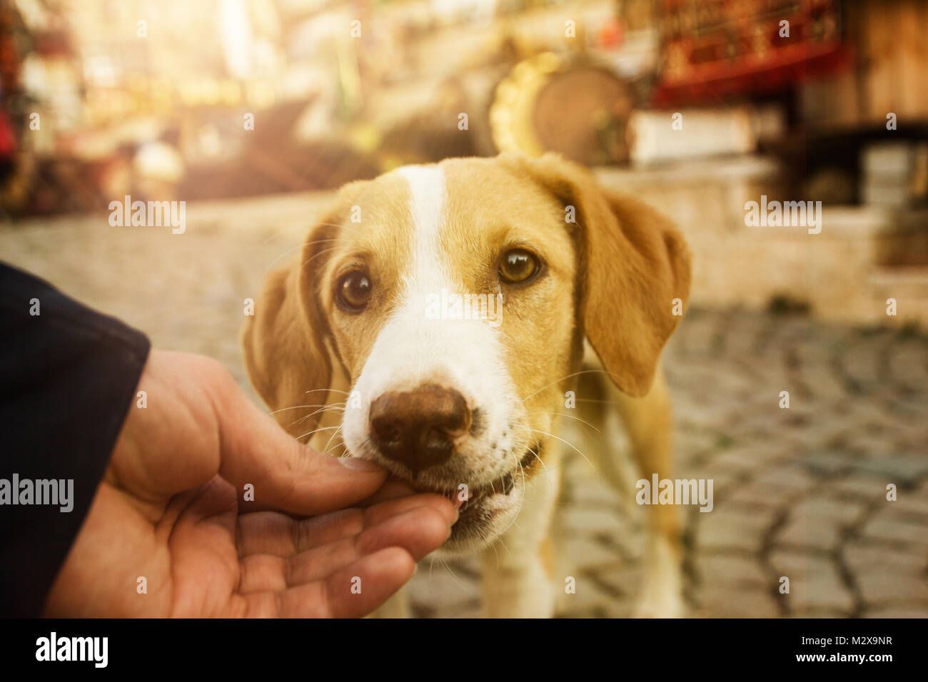 hand feed the dog in the evening sunlight Stock Photo