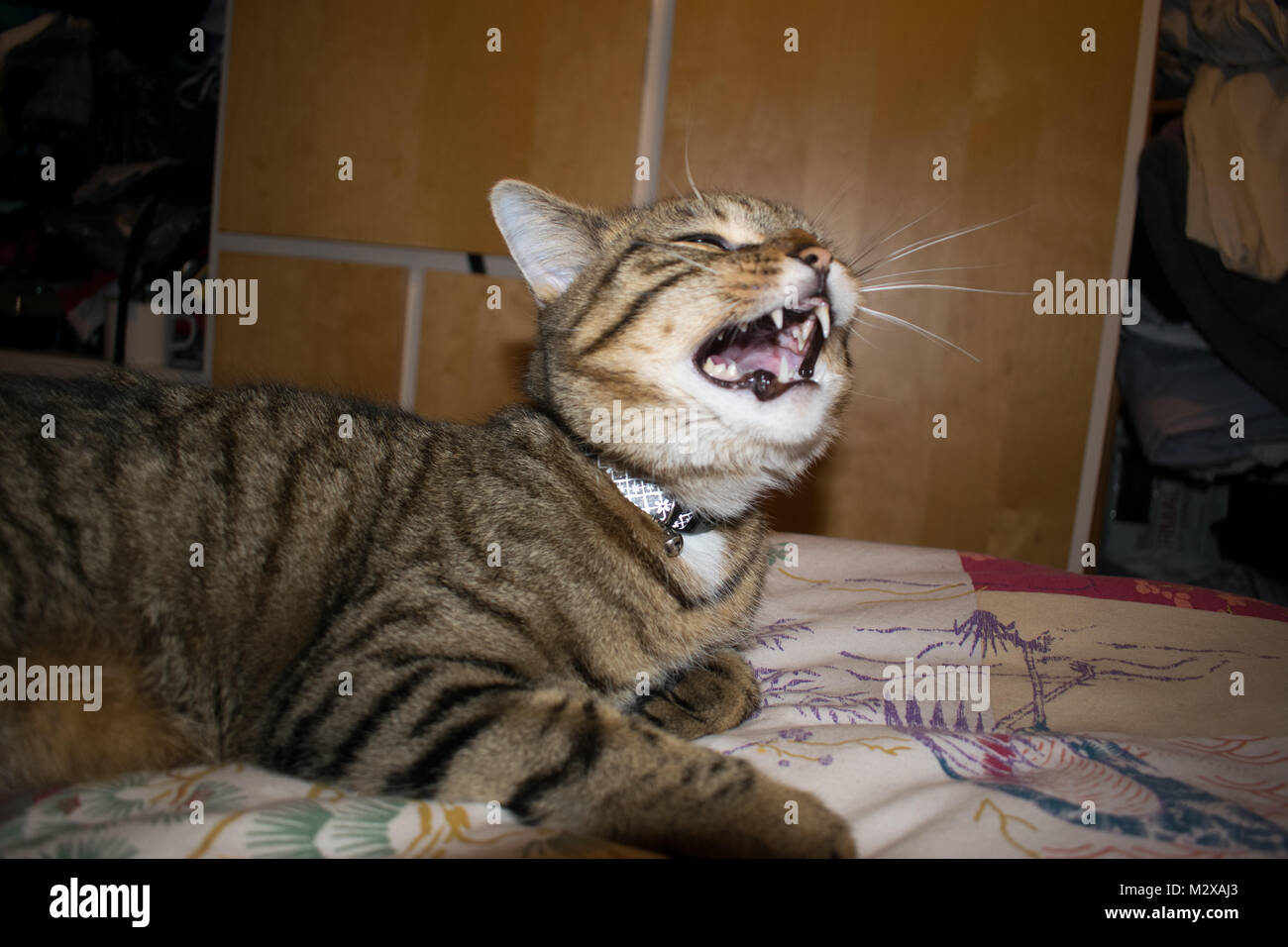 60 Top Pictures Cat Head Tilt Sneezing Gif Now I M Going To Sneeze