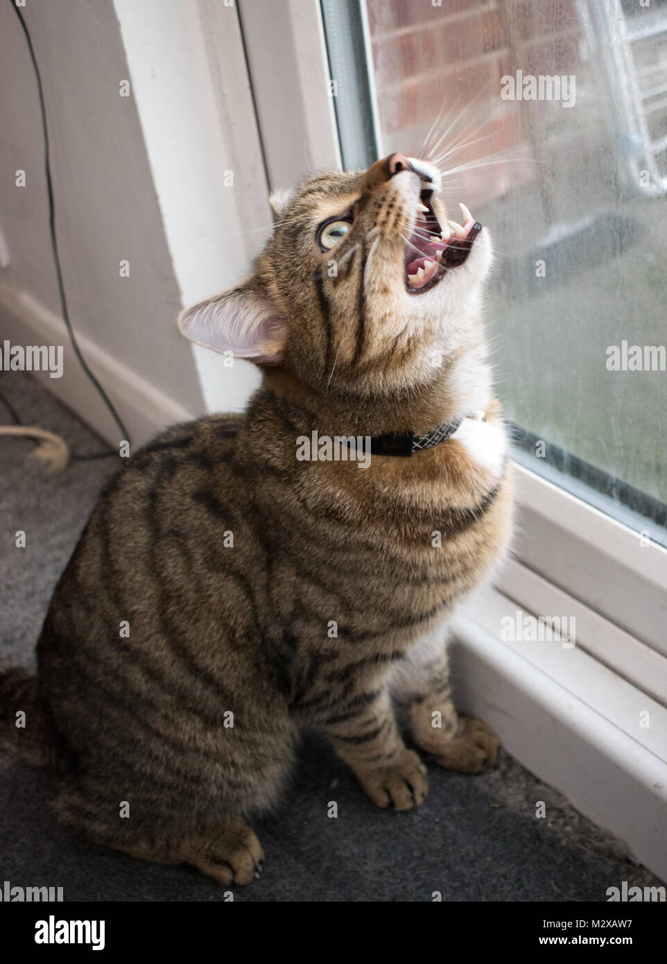 Distress cat hires stock photography and images Alamy