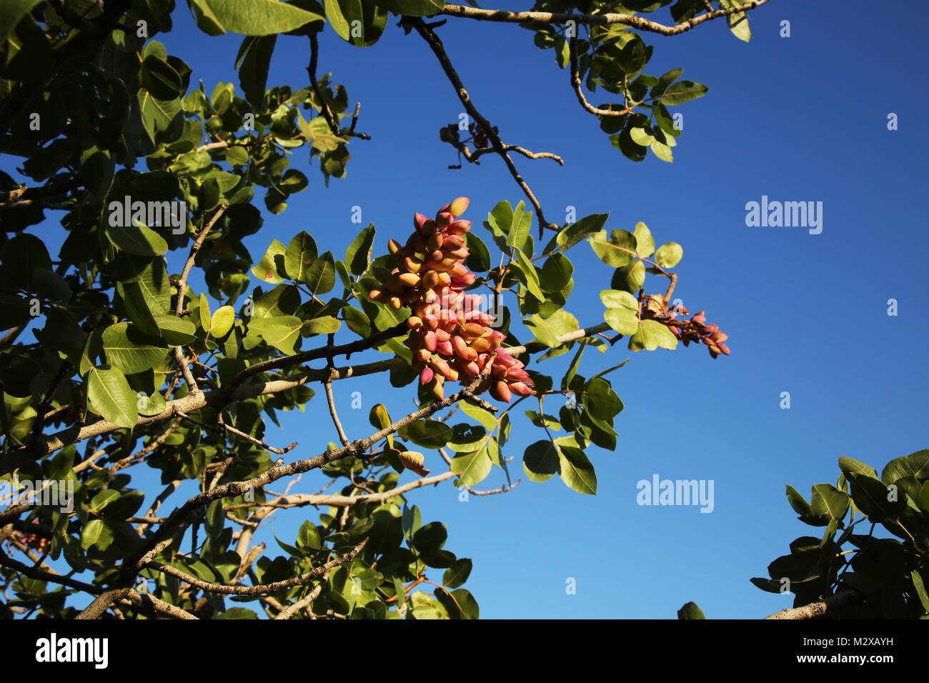 Pistachios grow on the tree in August in pistachio garden in gaziantep. Pistachios on a branch of the pistachio tree. Daylight. Close-up. Stock Photo