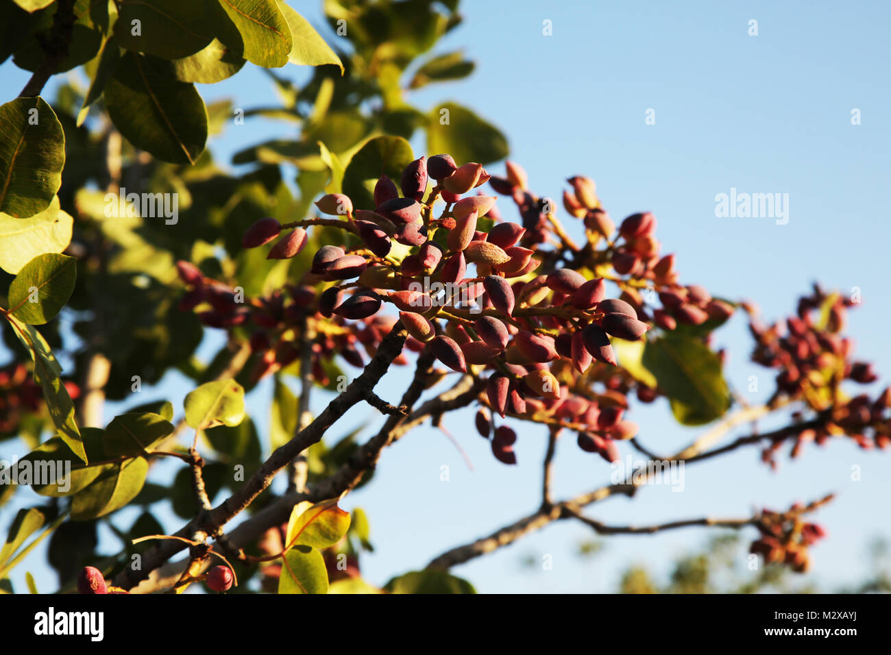 Pistachio trees taste hires stock photography and images Alamy