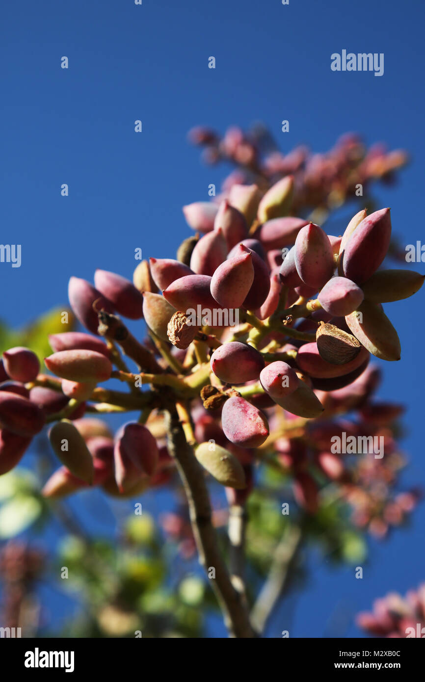 Pistachio growing on a branch hires stock photography and images Alamy
