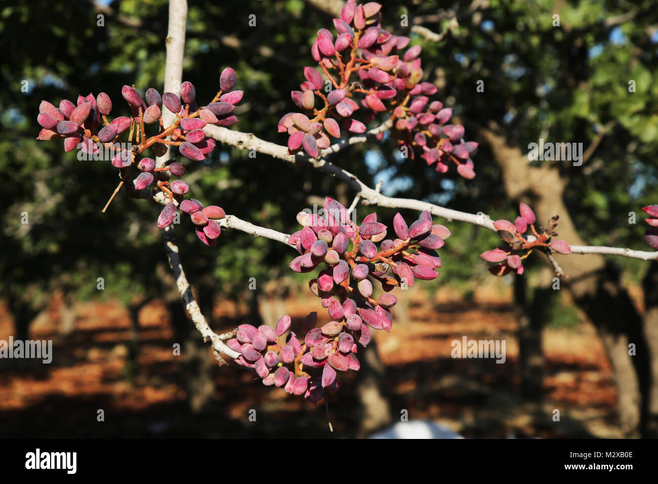 Pistachios grow on the tree in August in pistachio garden in gaziantep. Pistachios on a branch of the pistachio tree. Daylight. Close-up. Stock Photo