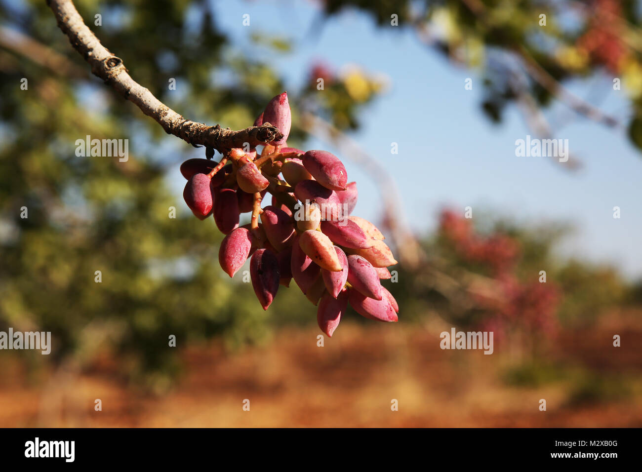 Pistachios grow on the tree in August in pistachio garden in gaziantep. Pistachios on a branch of the pistachio tree. Daylight. Close-up. Stock Photo