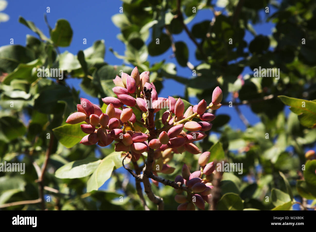 Pistachios grow on the tree in August in pistachio garden in gaziantep. Pistachios on a branch of the pistachio tree. Daylight. Close-up. Stock Photo
