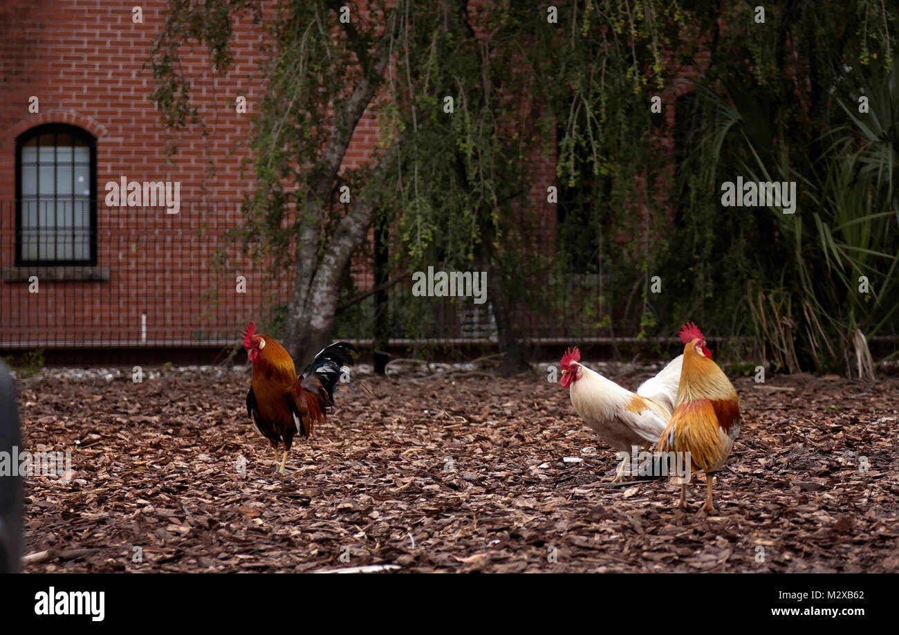 Rooster roosters hires stock photography and images Alamy