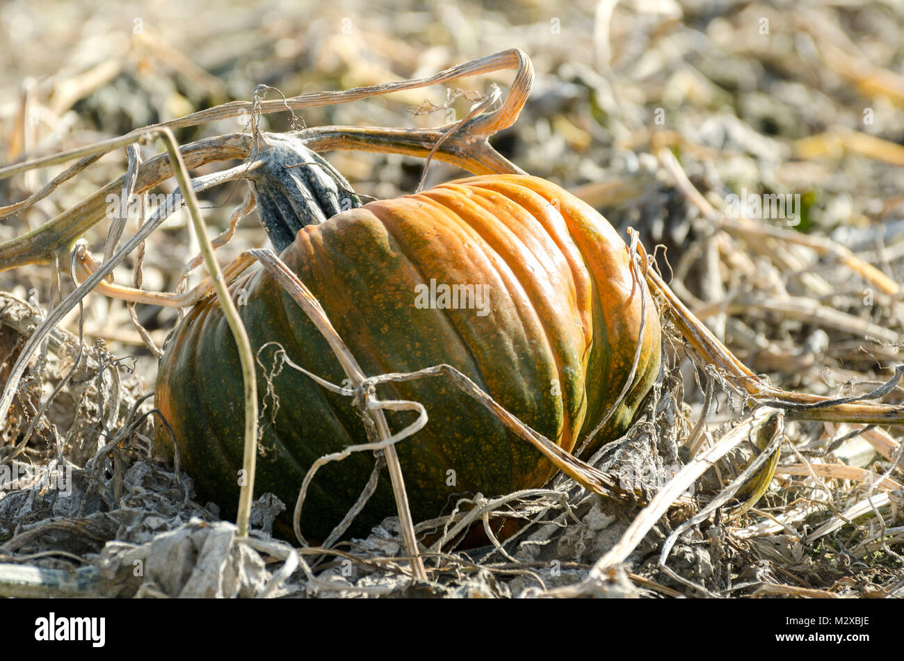 Pumpkin ripe and ready for harvest sit in open field Stock Photo