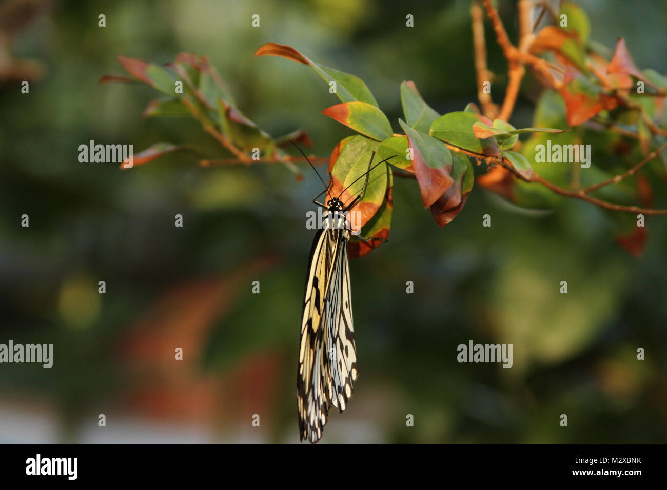 Paper kite butterfly on leaves, wings folded from the back. Stock Photo