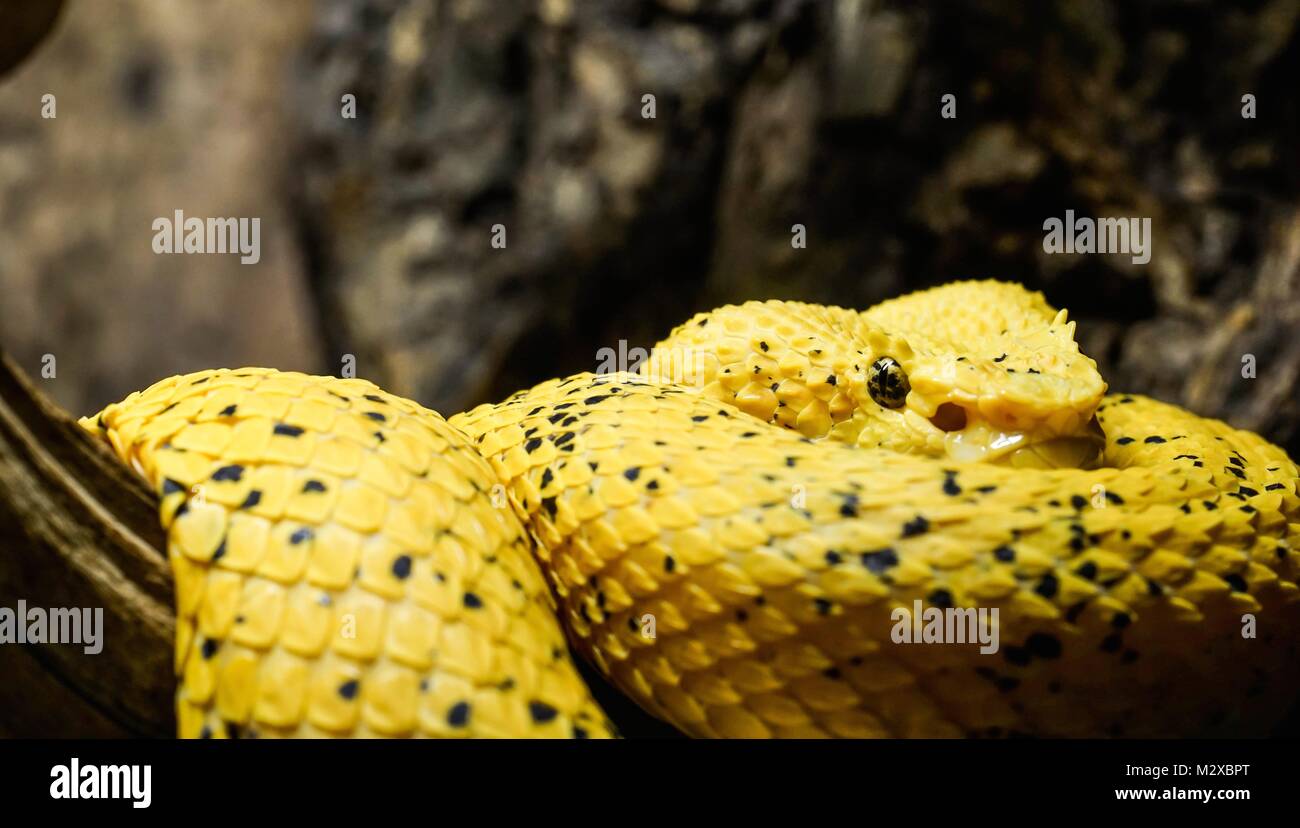 close up portrait of a yellow eyelash pit viper Stock Photo