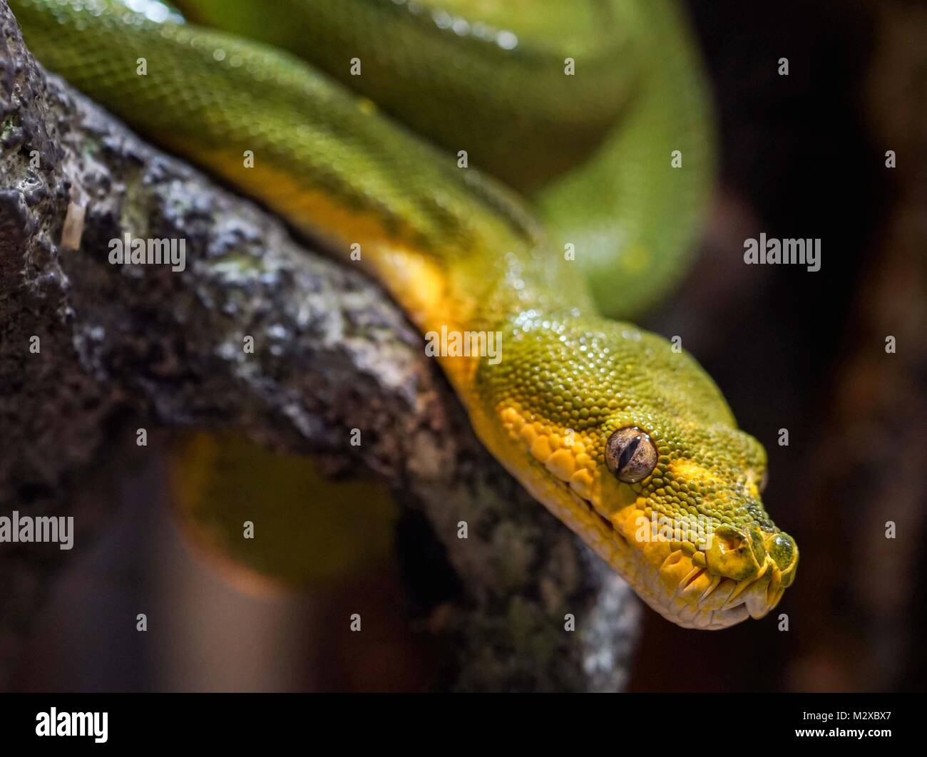 green tree python macro shot Stock Photo
