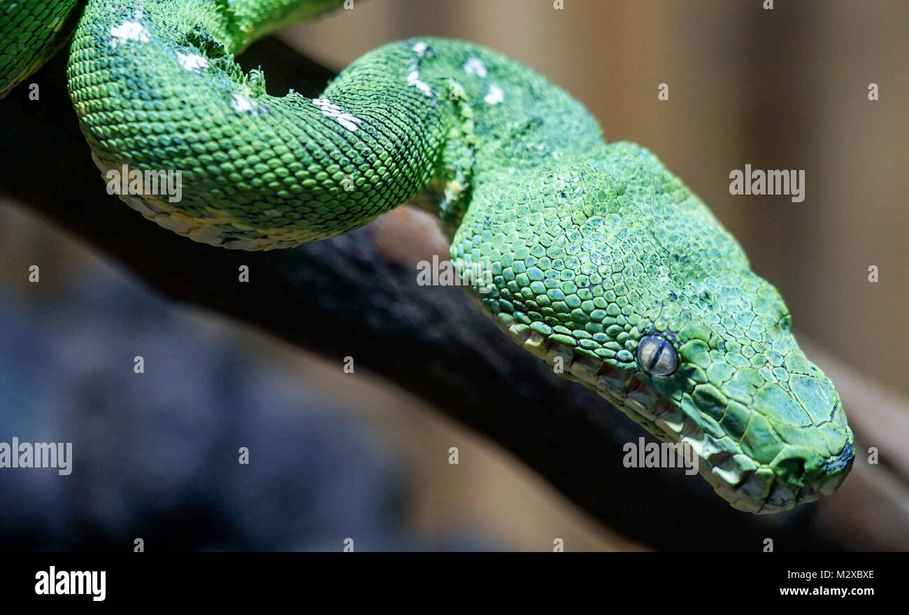 green tree python macro shot Stock Photo