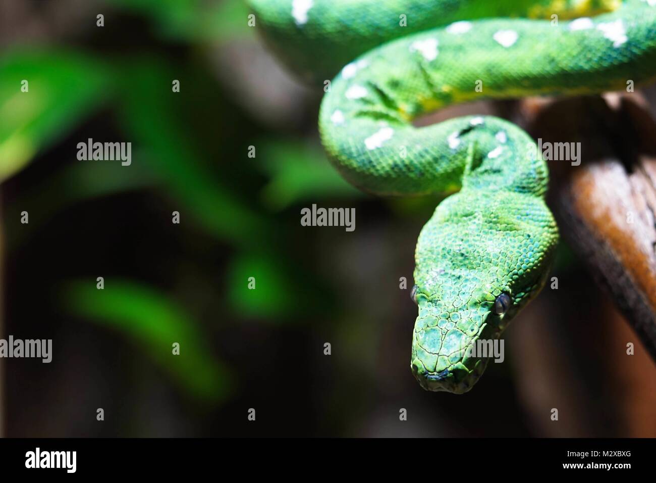 Python prey hi-res stock photography and images - Alamy