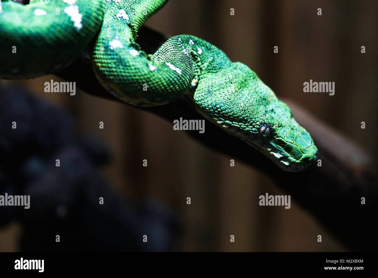green tree python macro shot Stock Photo