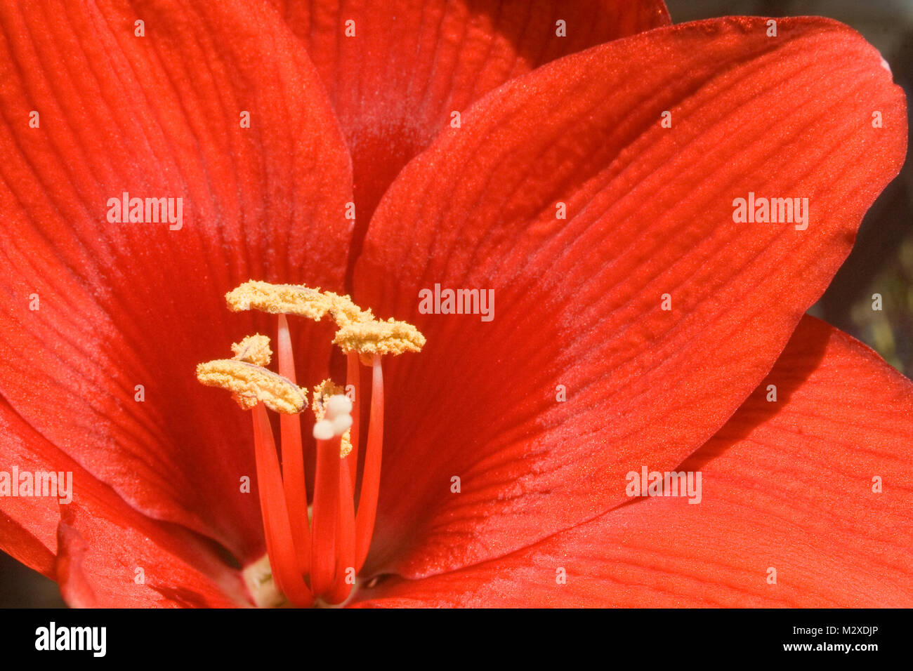 Red Amaryllis macro Stock Photo