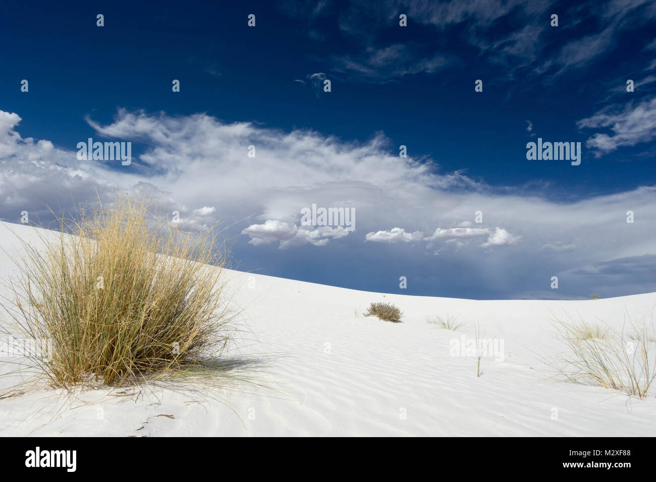 sail desert sand leopard white