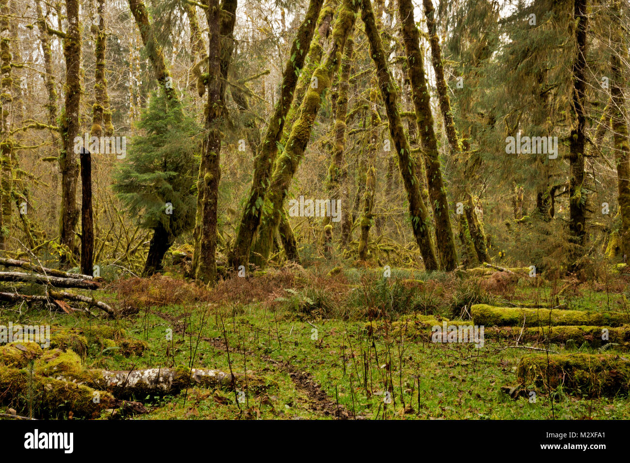 WA13286-00...WASHINGTON - Moss covered trees along Sams River Trail in the Queets Rain Forest of Olympic National Park. Stock Photo