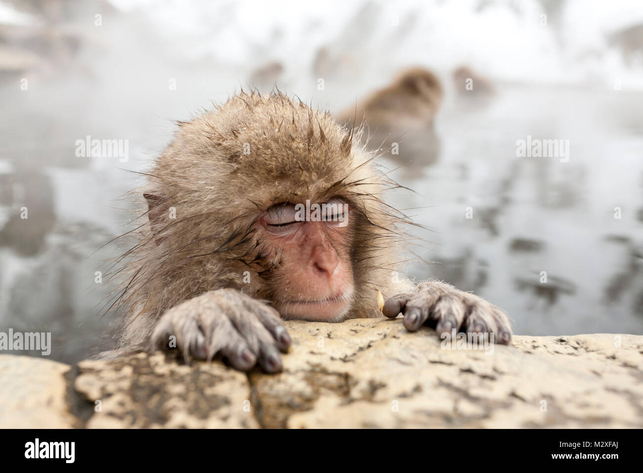 Cute snow monkey sleeping in a hot spring at Jigokudani Yaen-Koen (Wild Snow Monkey Park), Nagano Prefecture, Japan. Stock Photo
