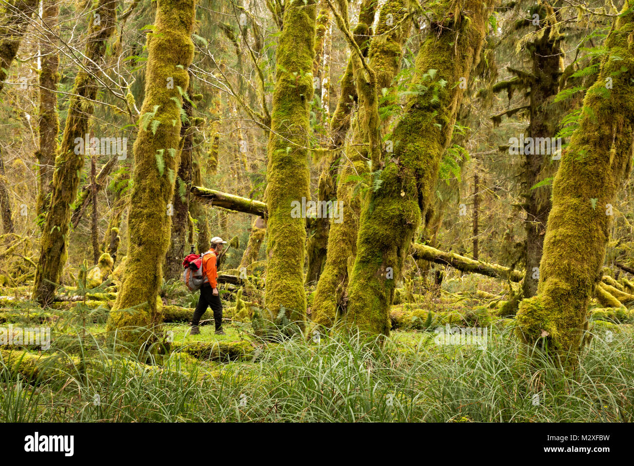 WA13288-00...WASHINGTON - Hiker walking through a forest of moss covered Big Leaf Maple trees along Sams River Trail in the Queets Rain Forest of Olym Stock Photo