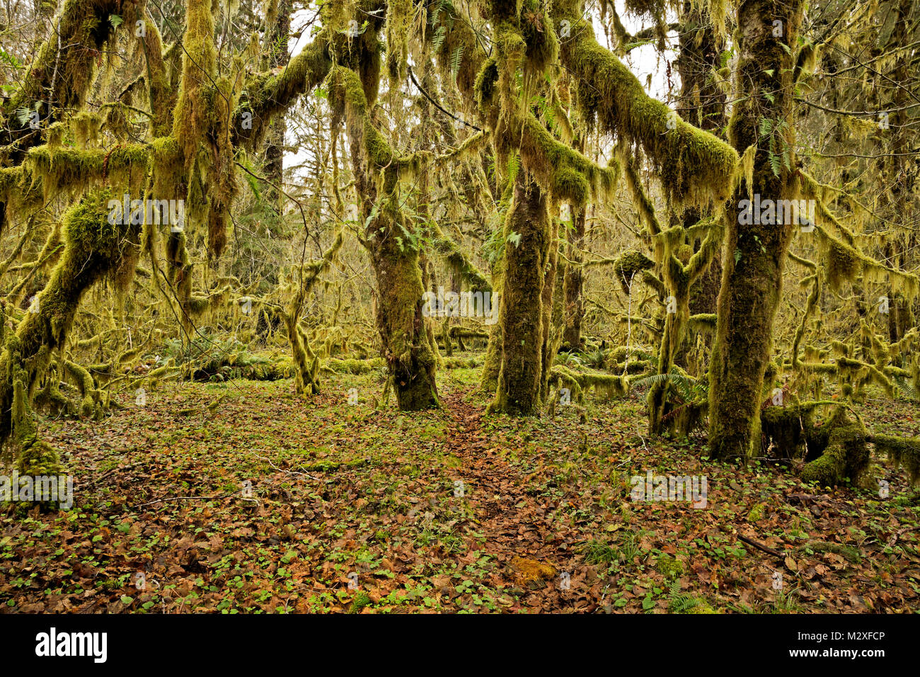 WA13289-00...WASHINGTON - Moss covered trees along Sams River Trail in the Queets Rain Forest of Olympic National Park. Stock Photo