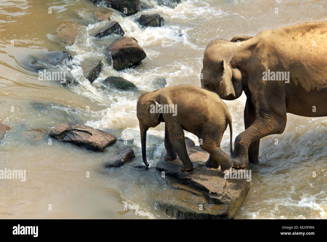 Elephants on the Maha Oya river in Sri Lanka which is part of the Pinnawala Elephant Orphanage. Stock Photo