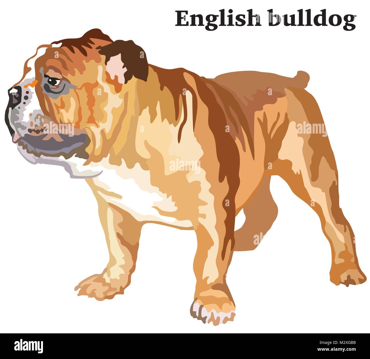 Portrait of standing in profile dog English bulldog, vector colorful illustration isolated on white background Stock Vector