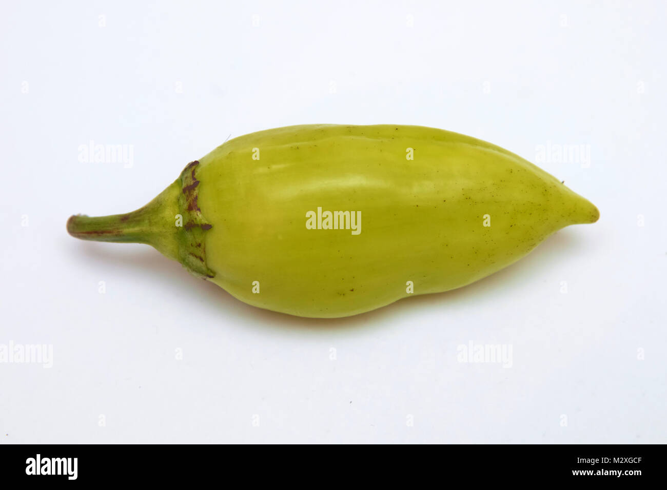 A green chili jalapeno on white background . Single jalapeno pepper
