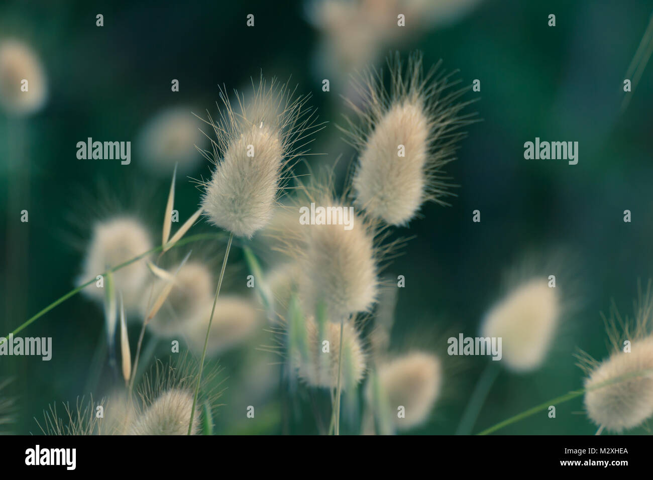 Bunny Tails Grass Lagurus Ovatus growing at beach Stock Photo Alamy