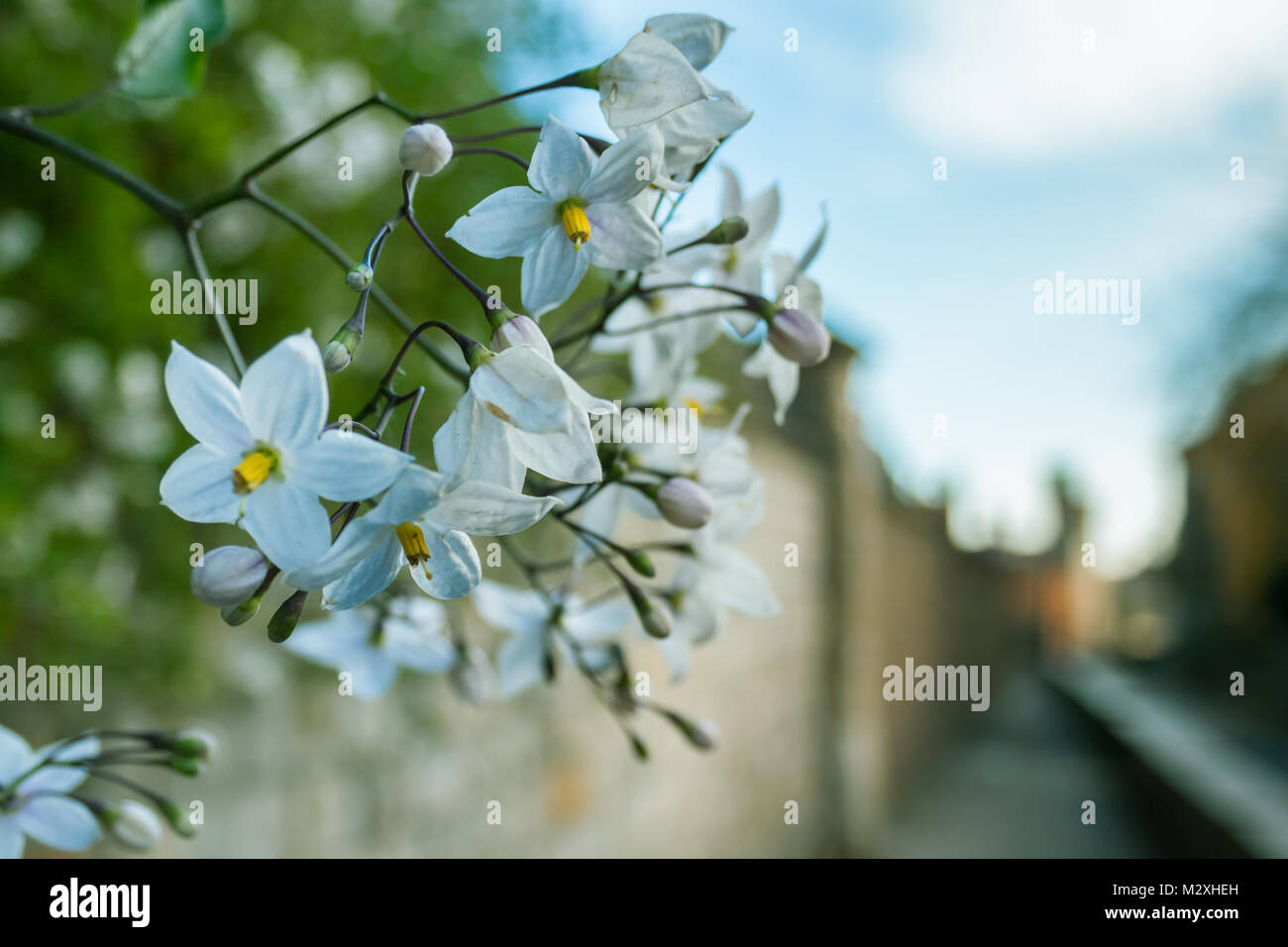 Five-Pointed Star Jasmine Flowers Stock Photo - Alamy