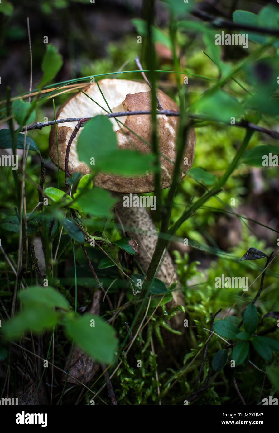 Bitten mushroom (Brown Birch Bolete) in a forest Stock Photo