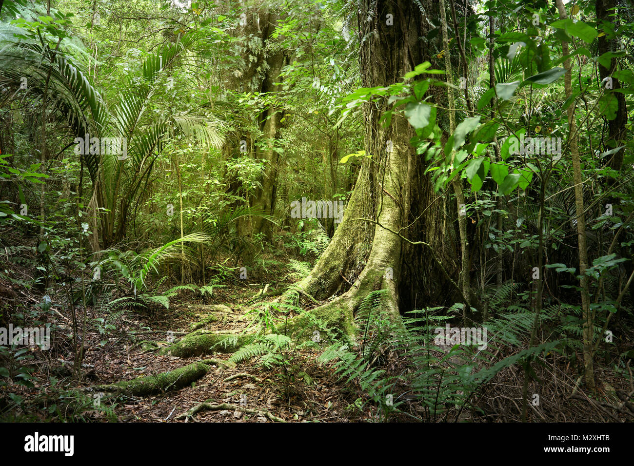 Lush green foliage in tropical jungle Stock Photo - Alamy