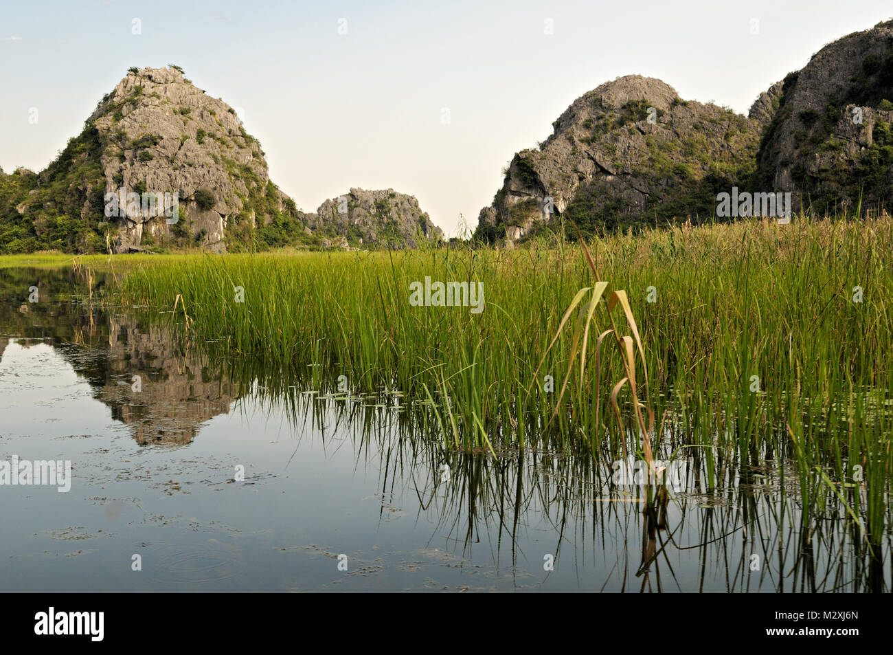 Reeds in the Van Long Nature Reserve, Ninh Binh Province, north Vietnam Stock Photo