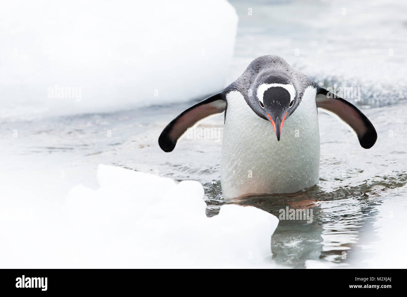 A lone gentoo penguin emerging from the sea in Antarctica Stock Photo