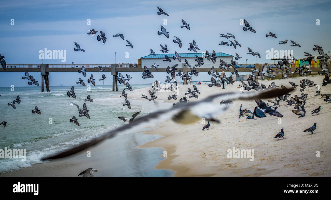 Birds in flight at the beach Stock Photo