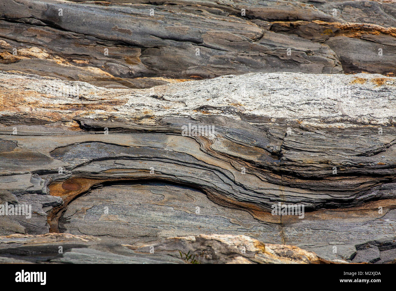 Layered bands of metamorphic rocks with quartz intrusions and crystals of quartzite and phylite and iron oxide at the coast of Maine at Camden, USA. Stock Photo