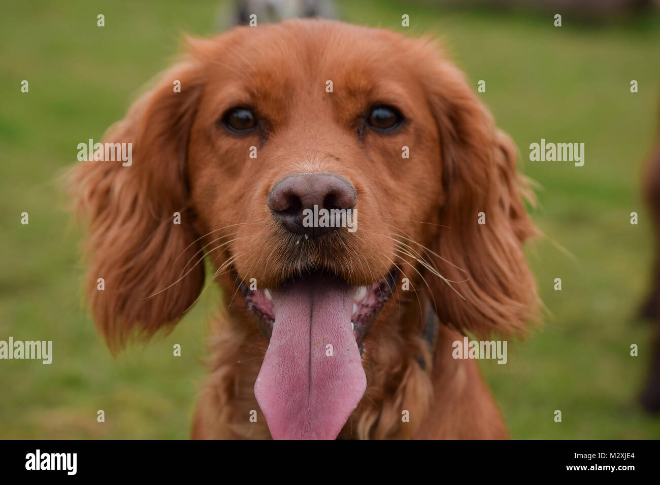 Golden spaniel hi-res stock photography and images - Alamy