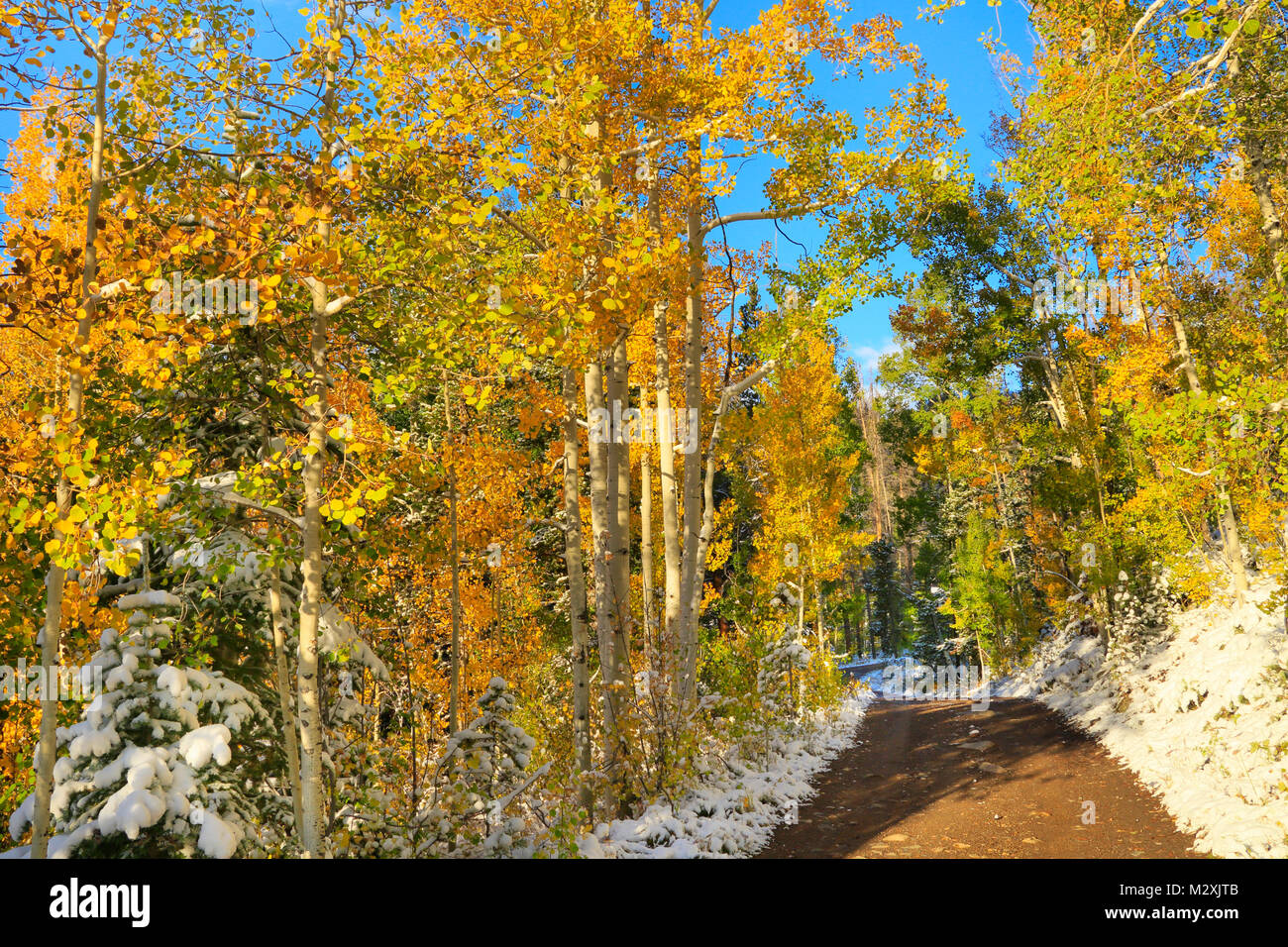 Barber Lake Trail, Snowy Range Scenic Byway, Centennial, Wyoming, USA