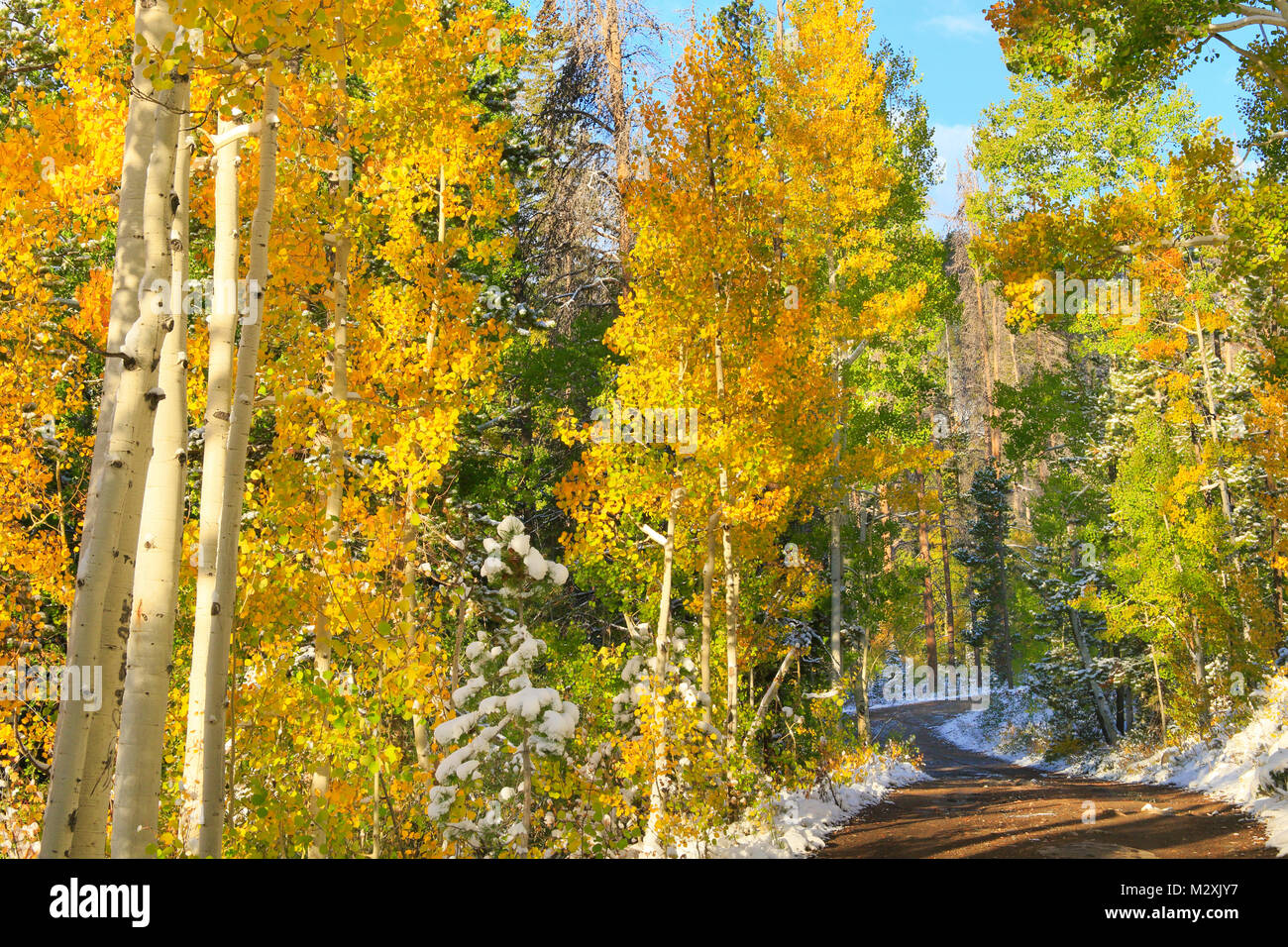 Barber Lake Trail, Snowy Range Scenic Byway, Centennial, Wyoming, USA