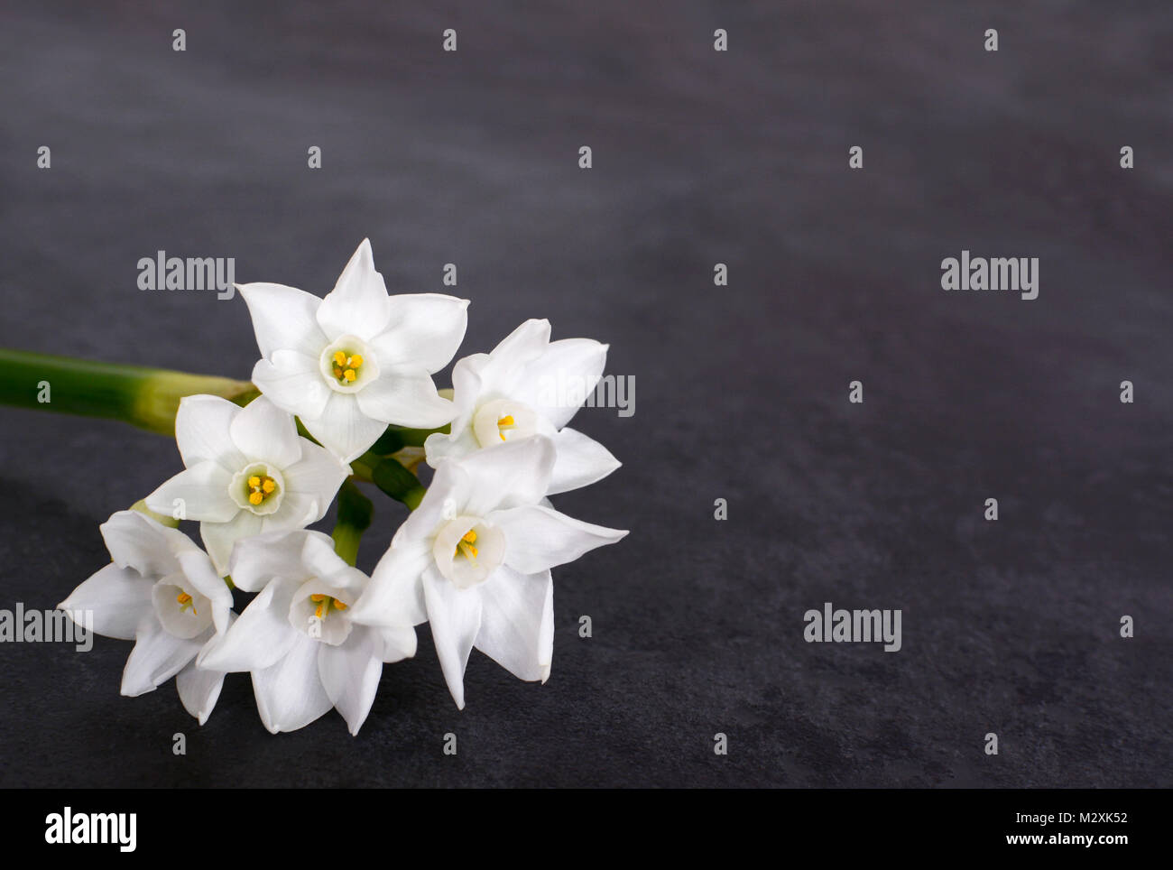 Stem of white narcissus with six flowers, on a dark grey background with copy space Stock Photo