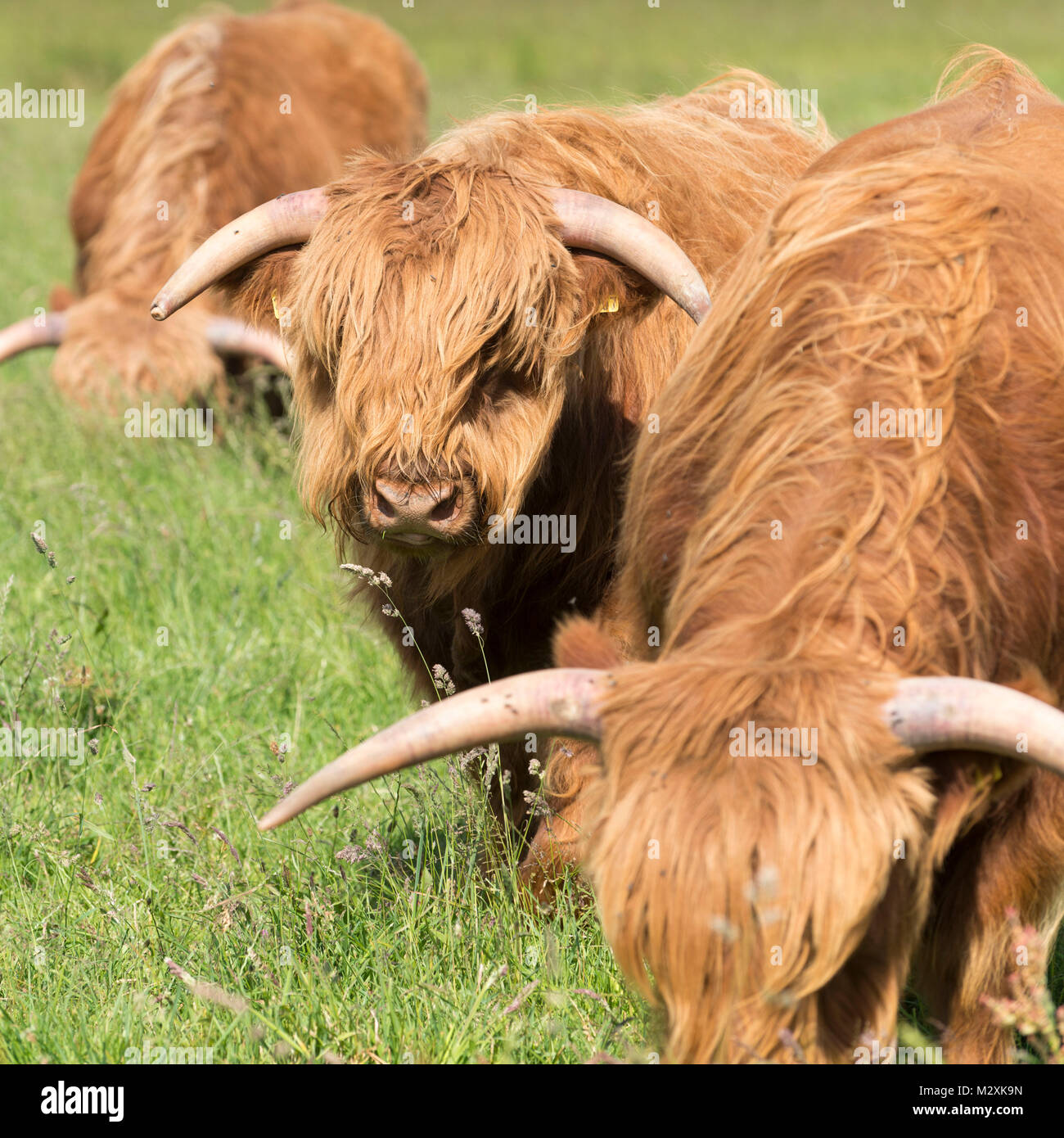 Germany, Lower Saxony, East Friesland, Langeoog, Highland cattle, Highland Cattle is a breed of the domestic cattle Stock Photo