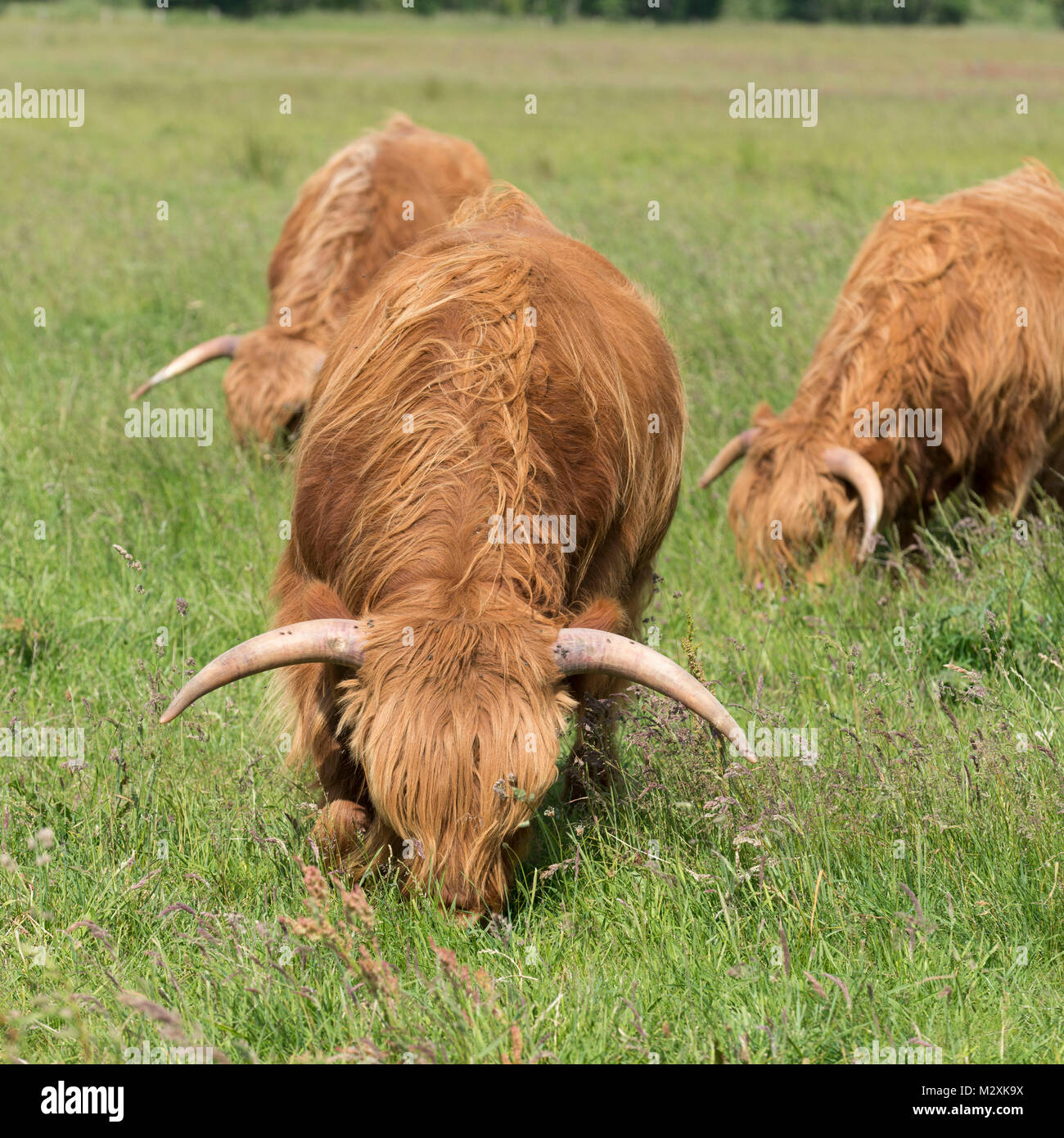 Germany, Lower Saxony, East Friesland, Langeoog, Highland cattle, Highland Cattle is a breed of the domestic cattle Stock Photo