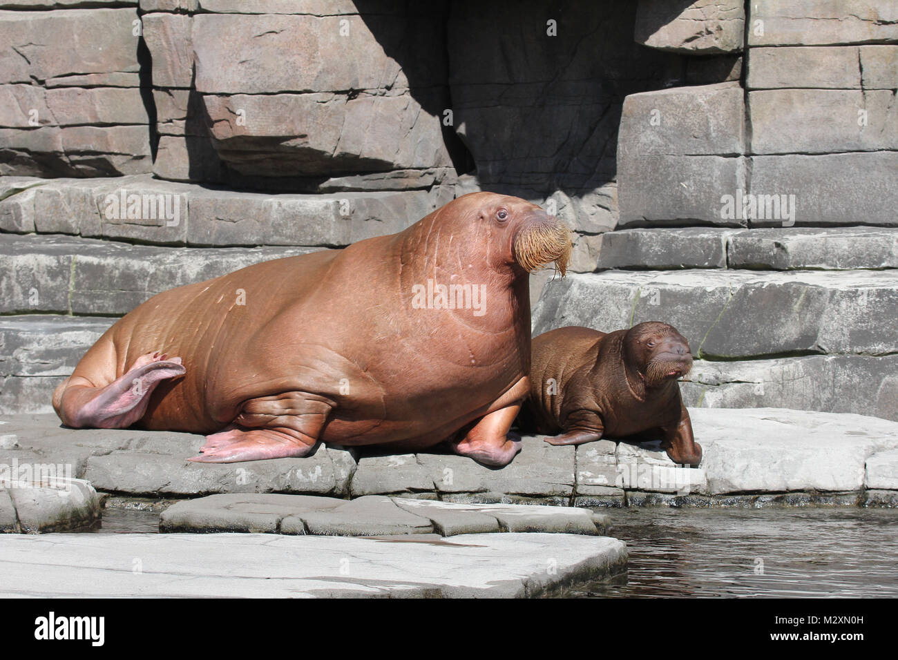 Walross, Walroesser, Hagenbecks tiere geniessen den sommerlichen Herbstempfang, Hamburg, 26.10.2014 Stock Photo