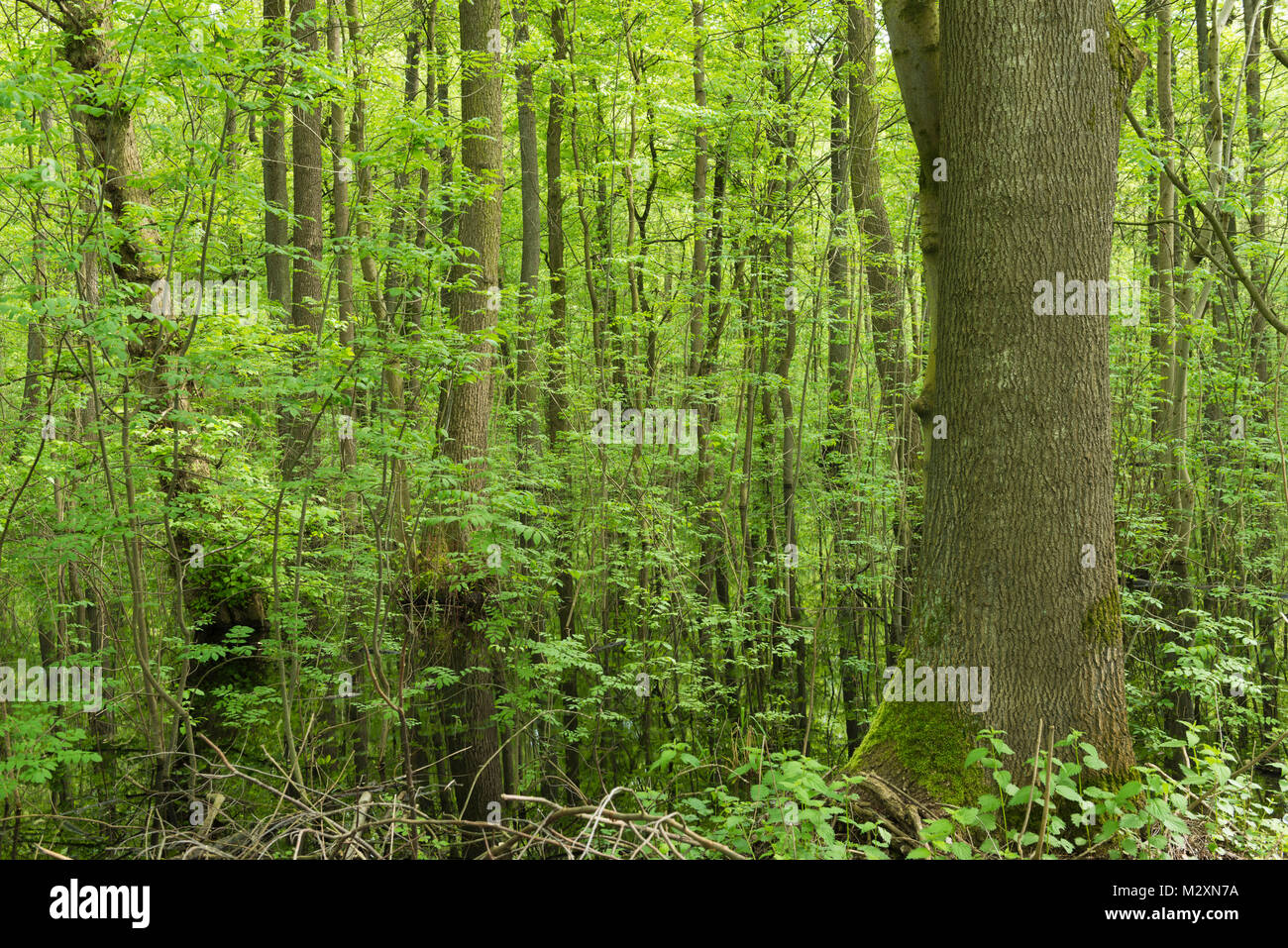 Germany, Baden-Wurttemberg, Weingartener Moor Naturschutzgebiet, Spring in Weingartener moor Stock Photo