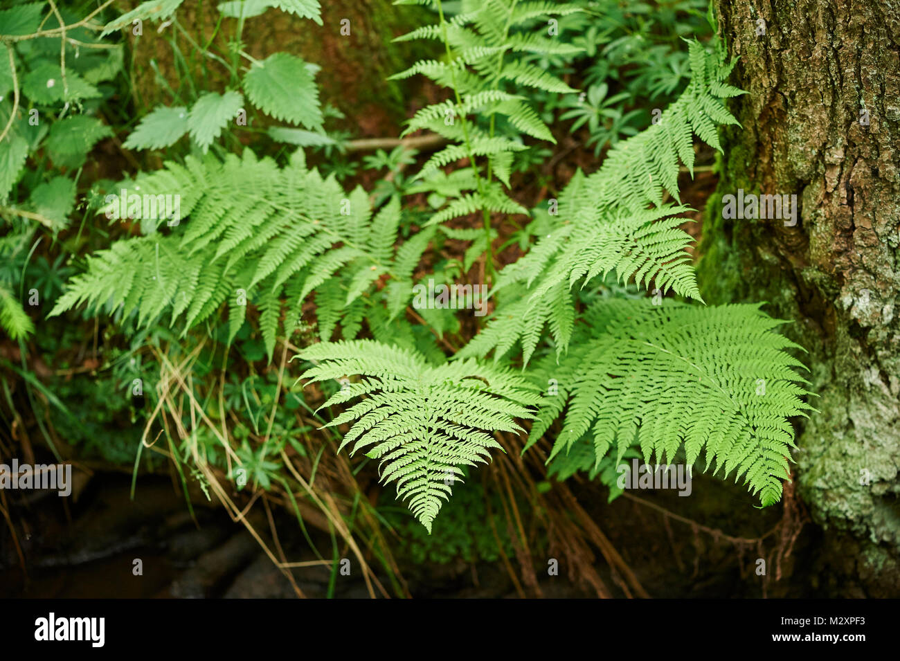 male fern, Dryopteris filix-mas, brookside, spring Stock Photo