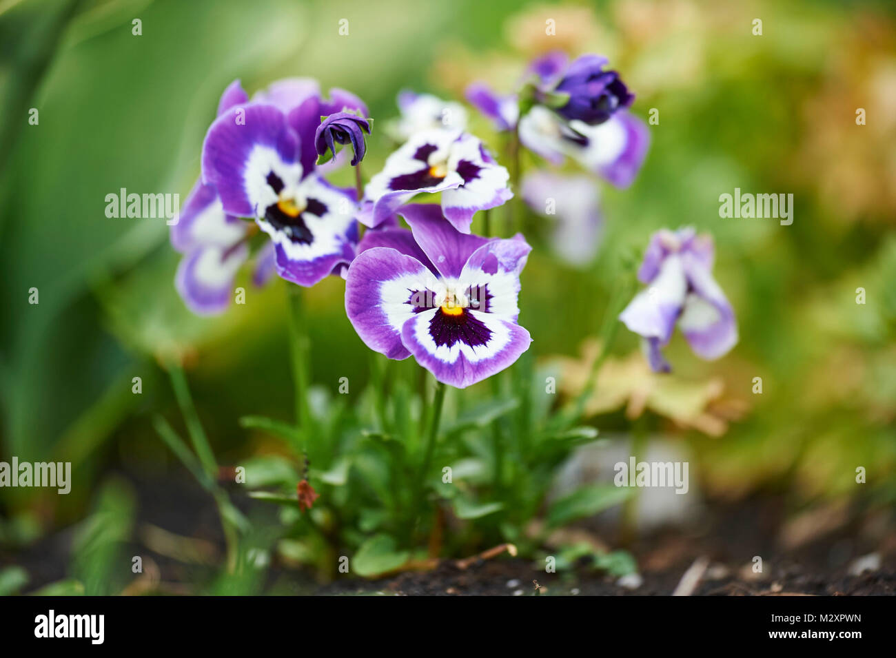 garden pansies, viola wittrockiana, blossom, close-up Stock Photo