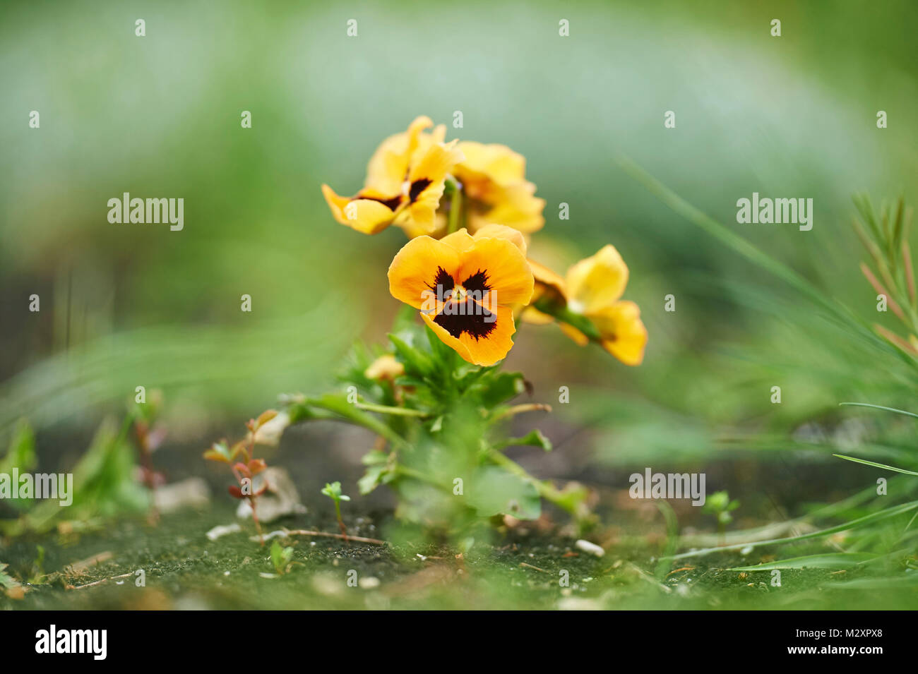 garden pansies, viola wittrockiana, blossom, close-up Stock Photo