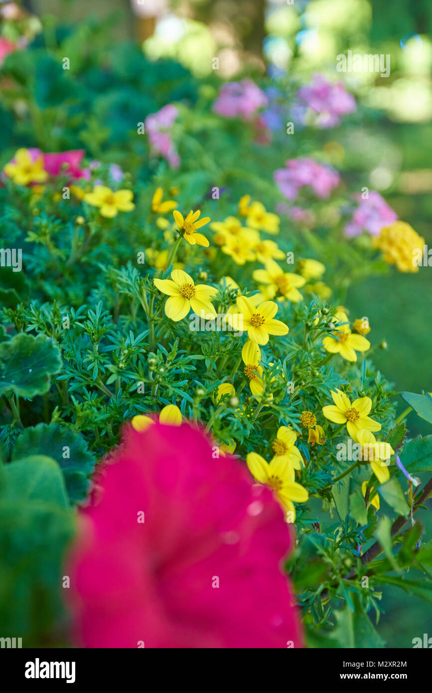 Marigold flowers petunia flowers hi-res stock photography and images ...